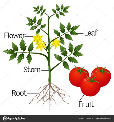 Tomato Fruit Anatomy