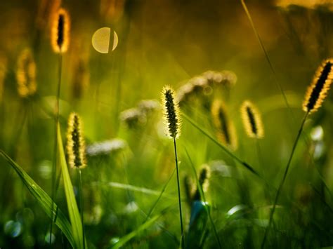 Desktop Wallpaper Meadow Plants And Grass Portrait Hd