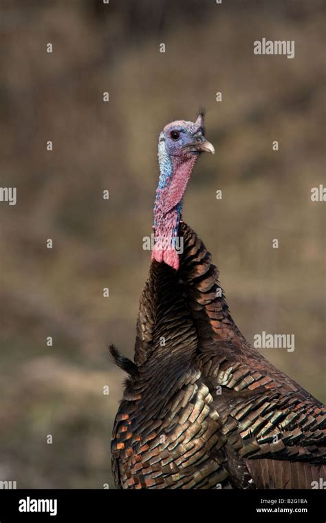 Jake Eastern Wild Turkey In Spring Stock Photo Alamy