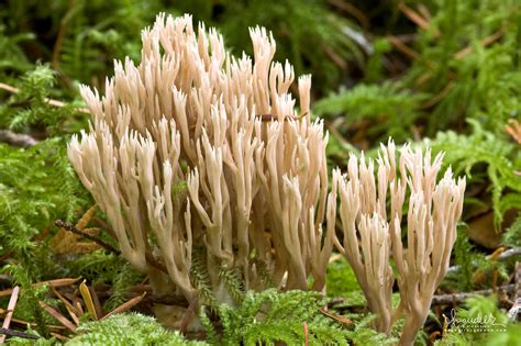 Coral Fungus Ramaria Suecica Oregon Photography