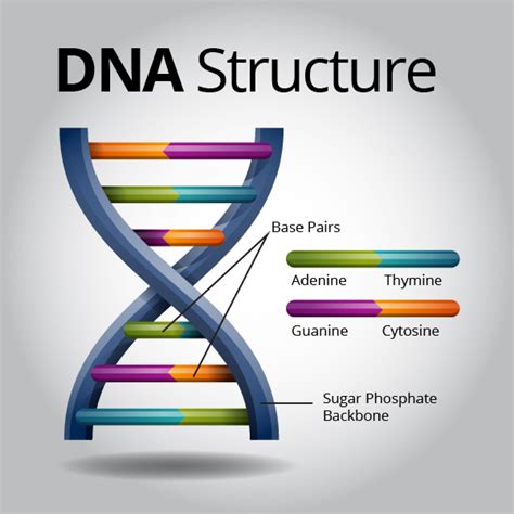 Dna Structure Visually