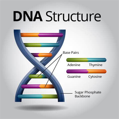 A backbone or core network is a part of a computer network which interconnects networks, providing a path for the exchange of information between different lans or subnetworks. Print The Biology of Behavior flashcards | Easy Notecards