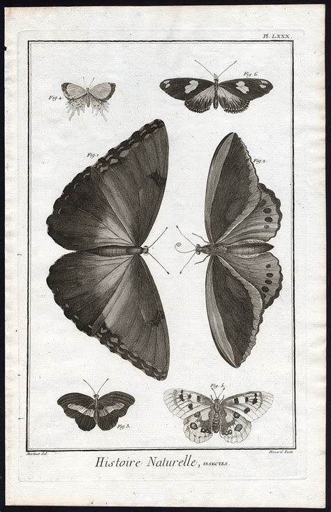 Antique Print Butterfly Moth Butterflies Martinet Diderot 1751