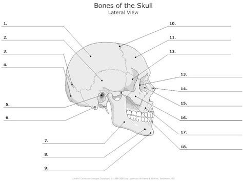 Anatomy And Physiology 1 Strook Flashcards Axial Skeleton Studyblue