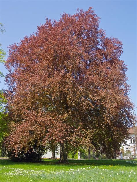 12 American Beech Tree Seeds Amazing Tree That Holds Its Leaves All