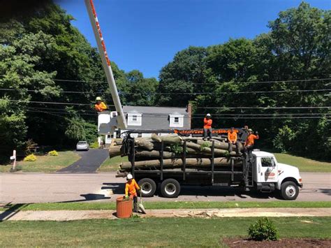 Tree Removal Gallery In Stoughton Ma Walnut Tree Service