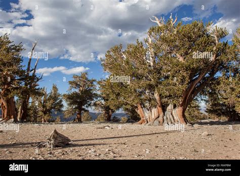 The Patriarch Tree The Largest Bristlecone Pine Tree In The World