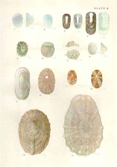 Vintage Sea Shells Print 5 Antique Lithograph Etsy Sea Shells