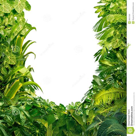 Fill the living picture frame with potting soil. Tropical Plants Blank Frame Stock Photos - Image: 28557003