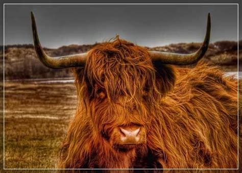 Bad Hair Day Animals Wild Highland Cattle Cow Pictures