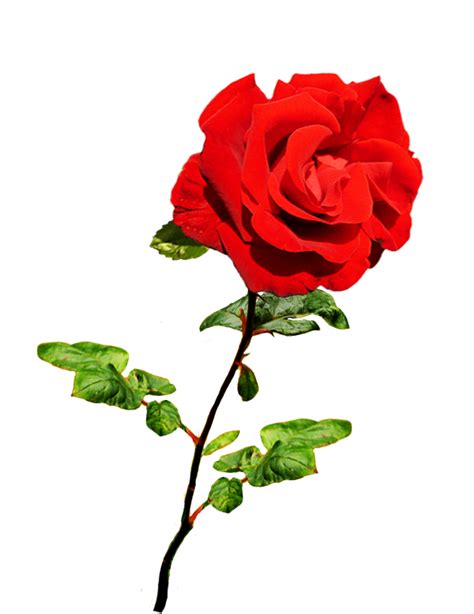 Clipart Of Valentine Day Roses