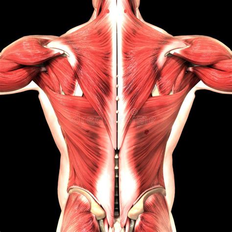 Músculos Parte De La Anatomía Del Sistema Muscular Del Cuerpo Humano