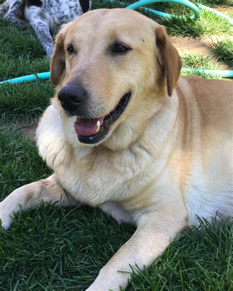 Playful, loving and rompy dob: View Ad: Labrador Retriever Dog for Adoption, California ...