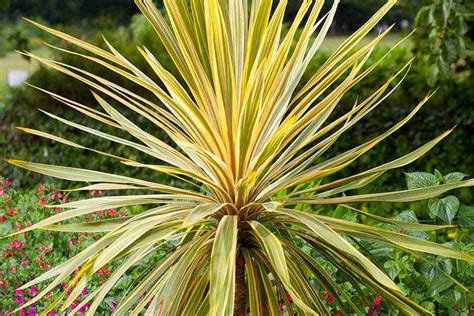 Spiky Outdoor Plants Top Picks For Thriving In The Uk Climate
