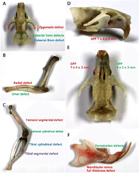 Located in the wrist and ankle joints, short bones. Representative images of rat models. (A) calvarial cylindrical and... | Download Scientific Diagram
