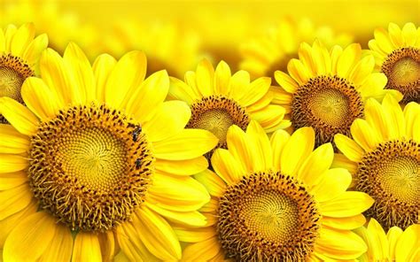 15 Selected Wallpaper For Desktop Sunflowers You Can Use It At No Cost