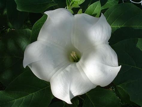 Moonflower They Are So Pretty And Velvety To The Touch Both The
