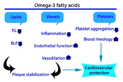 Role Of Omega 3 Fatty Acids In Cardioprotection Tg Triglycerides