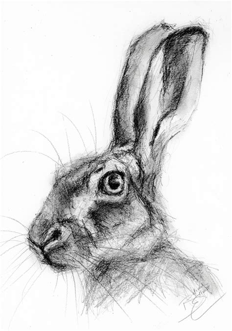 Original Artwork A4 Charcoal Drawing Of A Hare By Animal Artist Belinda