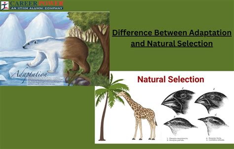 Adaptation And Natural Selection Definition Differences And Importance