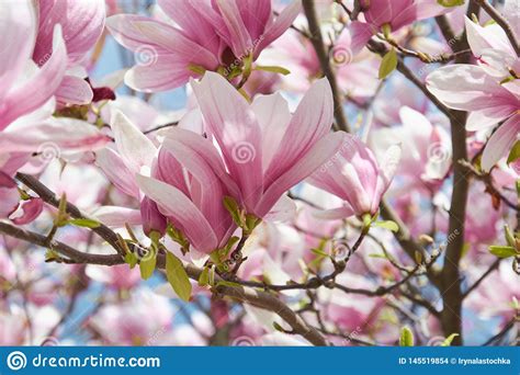 Delicate Pink Flowers Of Blossoming Magnolia In The Spring Garden