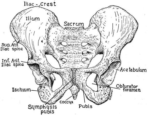 Magn reson imaging clin n am. 392817large1.jpg (682×534) | Pelvic bone, Pelvic floor ...