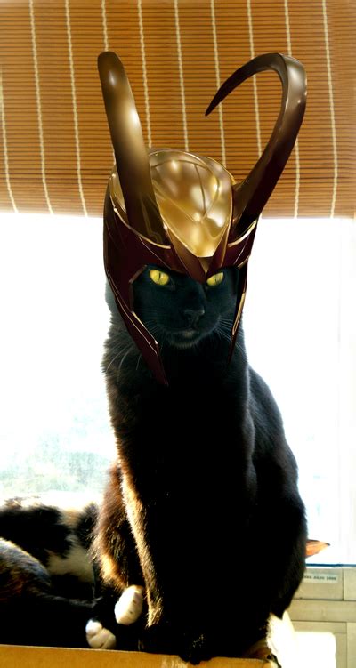 Loki Cat Crazy Cat Lady Crazy Cats
