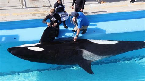 Paternity Of Seaworld San Antonios Last Baby Orca Uncertain