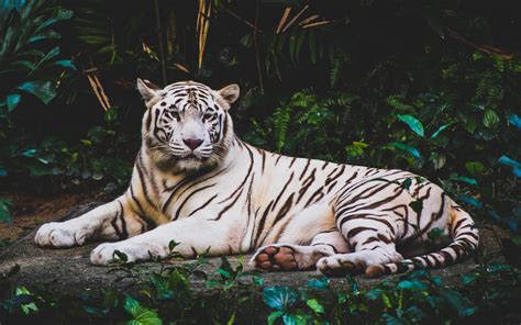 White Tiger Hd 4k Wallpapers Hd Wallpapers Id 21221