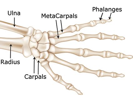 Related online courses on physioplus. Bone and Joint Specialists Patient Education