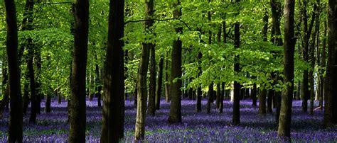 Ashridge Park Hertfordshire Uk National Trust Woodland Flickr