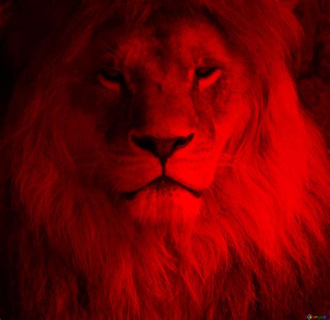 All information about qd red lions (league two c) current squad with market values transfers rumours player stats fixtures news. Download free picture Red lion portrait on CC-BY License ...