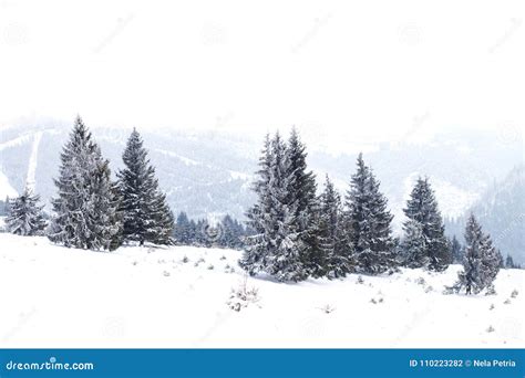 Winter Wonderland Landscape Snowy Fir Tree Background Stock Photo