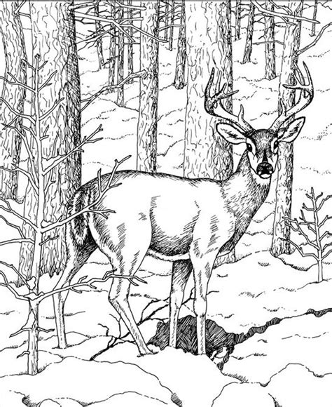 Whitetail Deer Coloring Pages