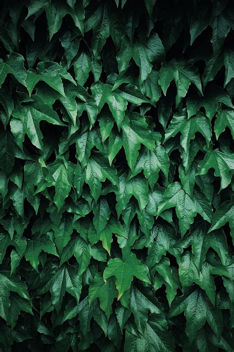 Green Leaves Wallpaper 072