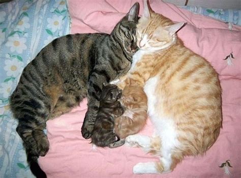 Cat Couple And Kittens