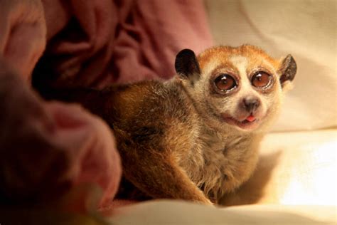 the slow loris the primate with a surprisingly deadly venom