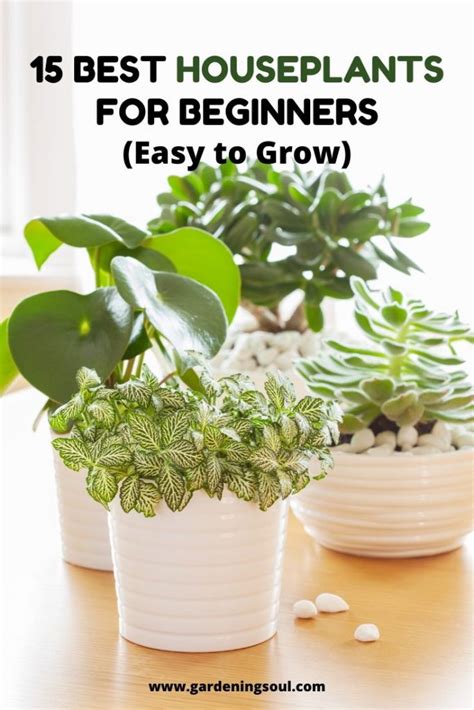 15 Best Houseplants For Beginners Easy To Grow