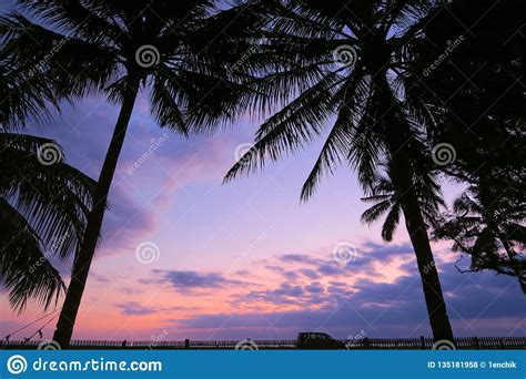 Black Palm Trees Leaves Silhouettes At Pink And Violet Sunset Sky