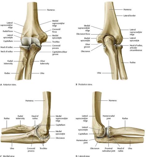 Elbow Bone Different Side View In Detail Anatomynote Com Human