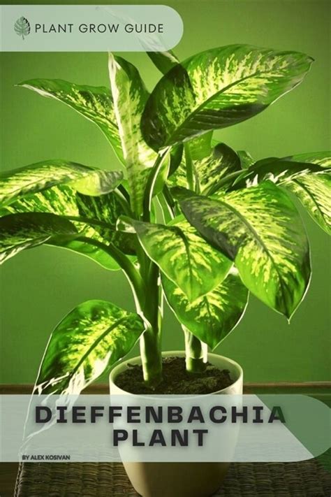 알라딘 Dieffenbachia Plant Plants Guide Paperback