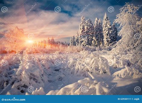 Colorful Winter Scene In The Mountain Forest Stock Image Image Of