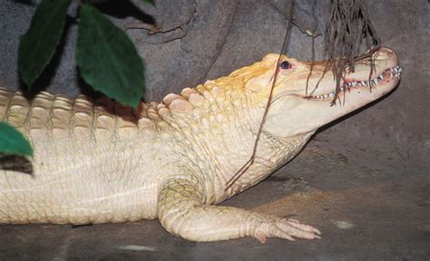 ADW: Alligator mississippiensis: INFORMATION