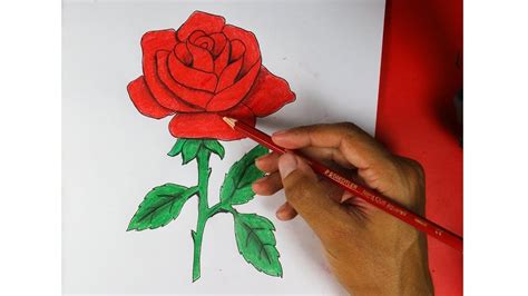 Draw v shaped lines to. How to Draw a Red Rose Step By Step VERY Easy - YouTube