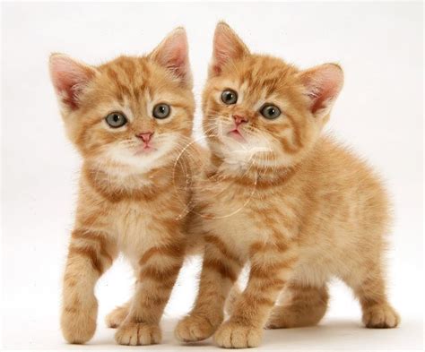 Virgin kittens | little pussy. baby ginger kitten - Google Search | We Heart It | cats ...