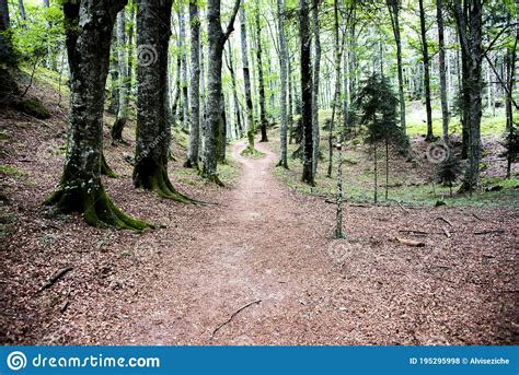 Path In The Lush Forest Stock Photo Image Of Footpath 195295998