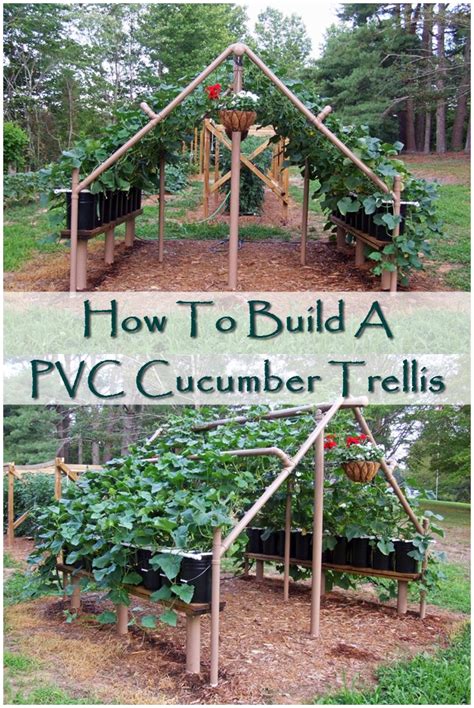 How To Build A Pvc Cucumber Trellis Shtf Prepping And Homesteading Central