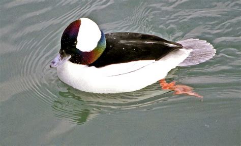 Male Bufflehead Duck The Bufflehead Is The Smallest Diving Flickr
