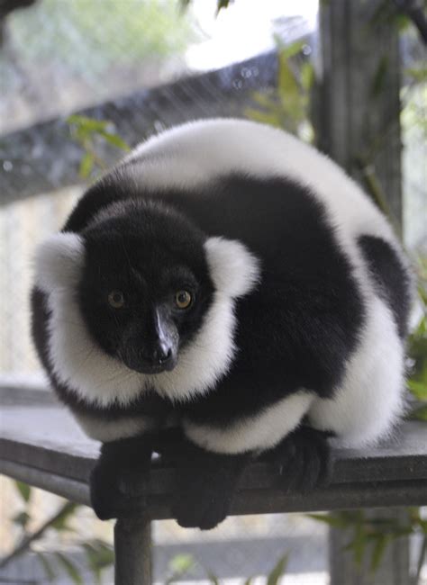Black And White Ruffed Lemur Cougar Mountain Zoo