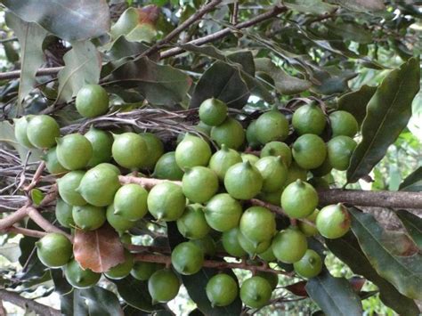 Climatic Conditions Necessary Or Growing Macadamia Plants Oxfarm